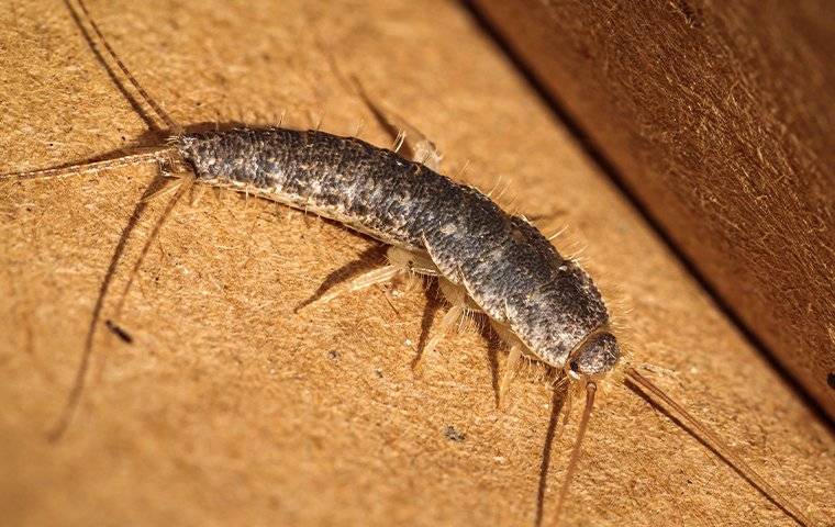 silverfish up close