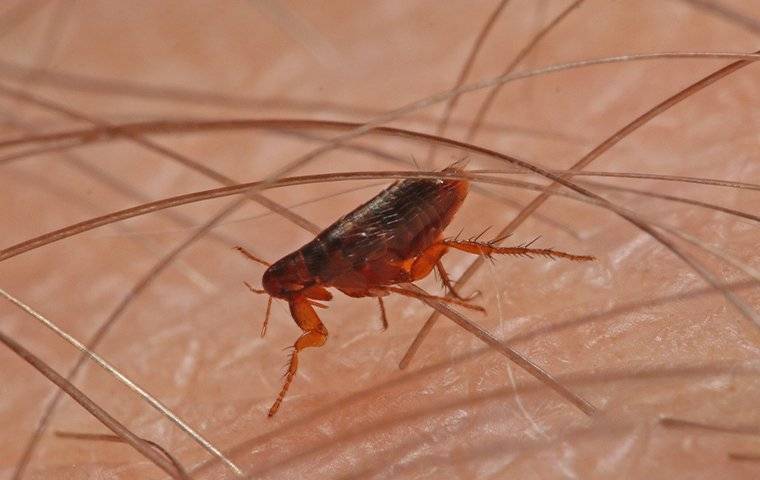 a flea crawling on a human arm