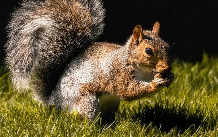 gray squirrel in the grass