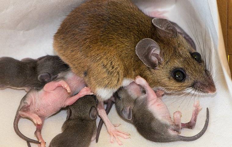 a mother mouse nursing her youngsters