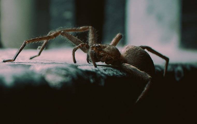 a house spider crawling inside a home