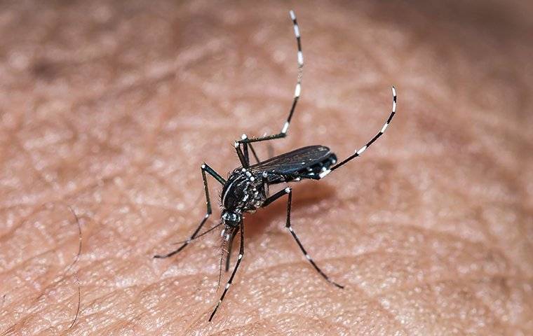 hungry mosquito biting a human
