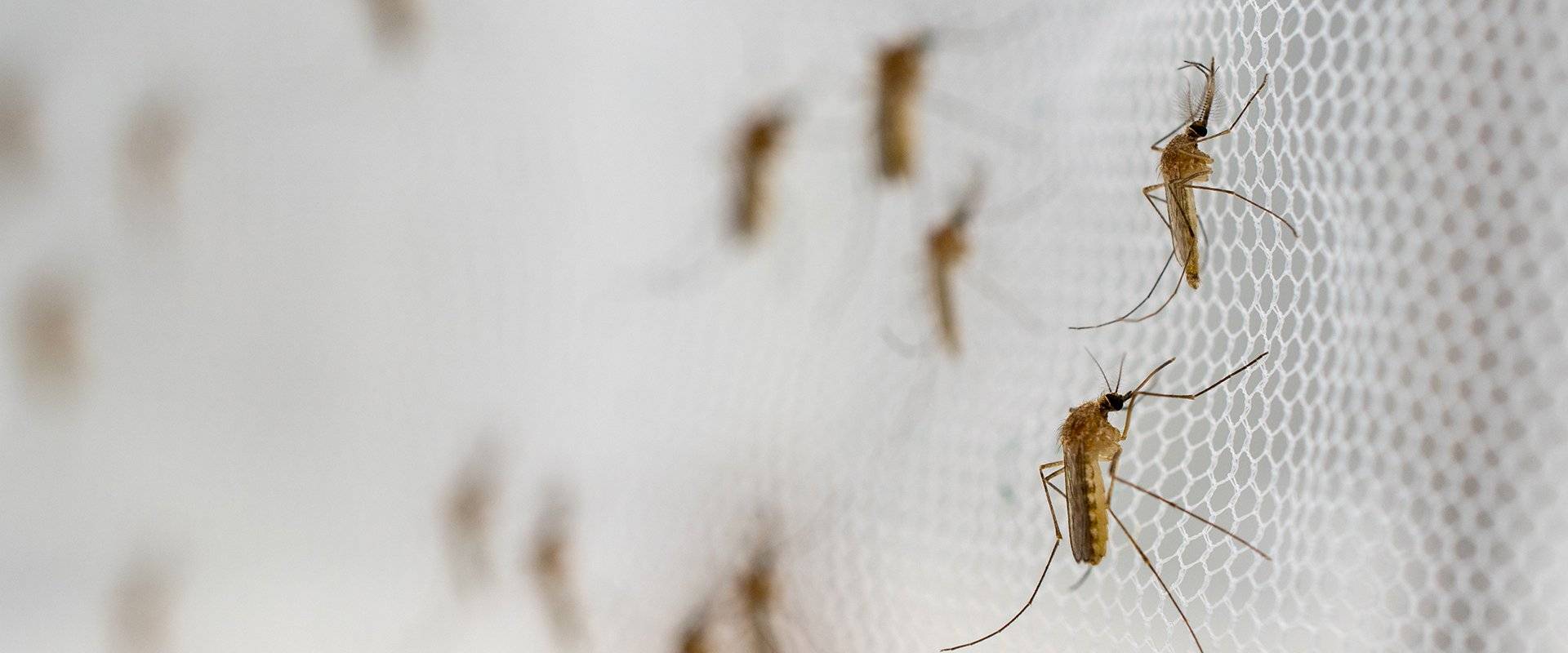 mosquitoes on a window screen