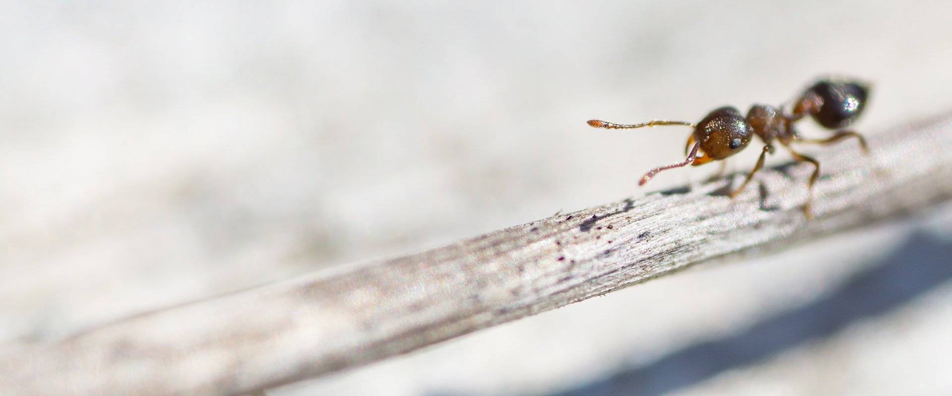 acrobat ant on a stick
