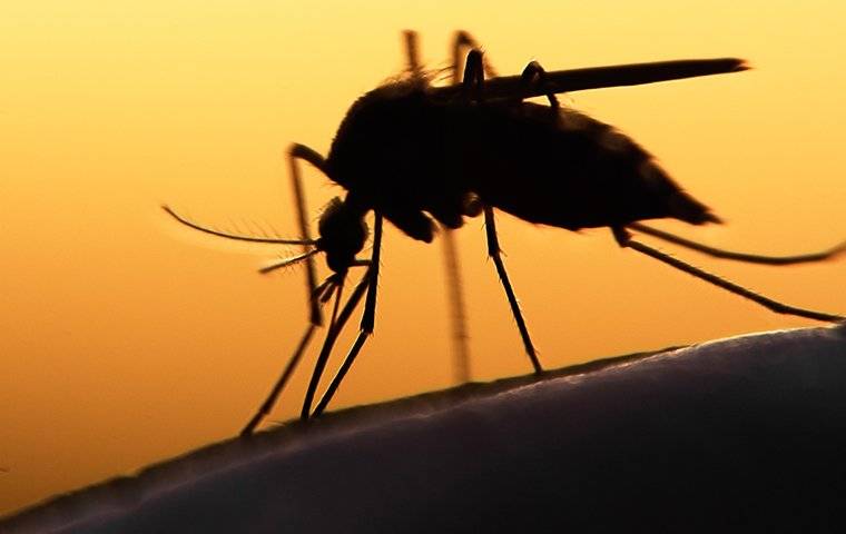 a mosquito biting a persons shoulder