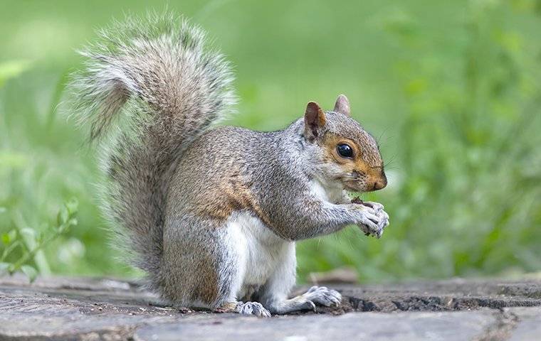 squirrel eating a nut