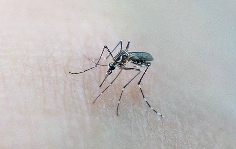 a mosquito biting human skin