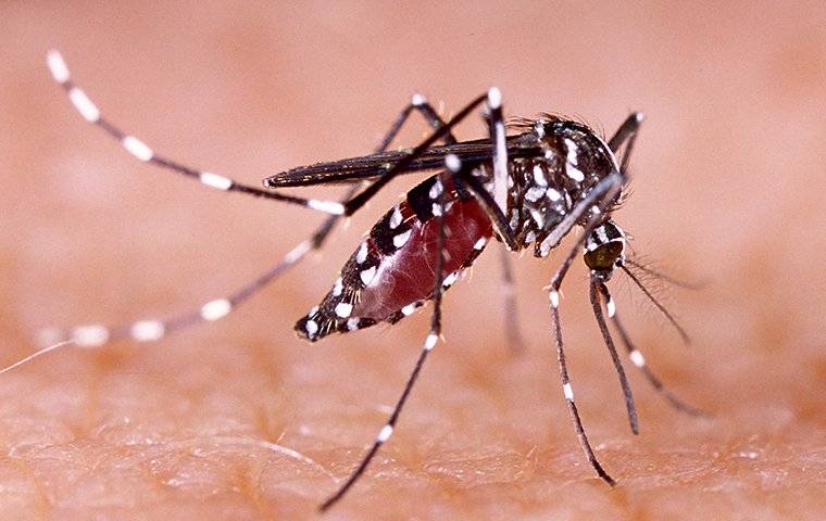 a mosquito crawling on human skin