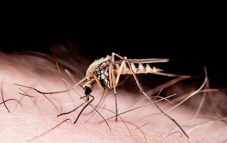 mosquito biting skin