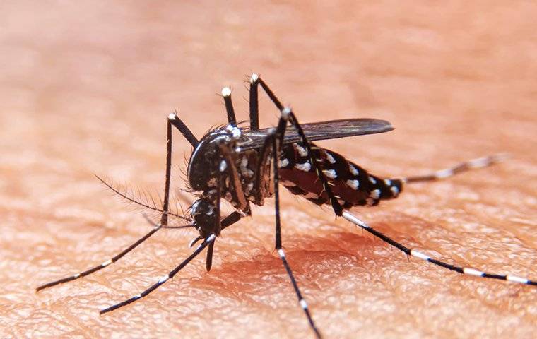 a mosquito biting and sucking blood from a human