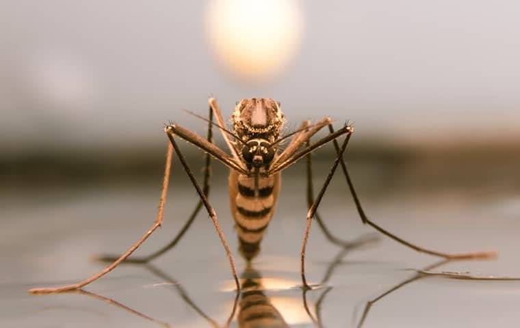 close up of mosquito