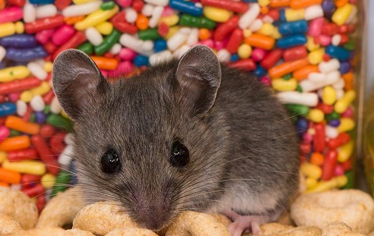 a mouse in a pantry crawling on food