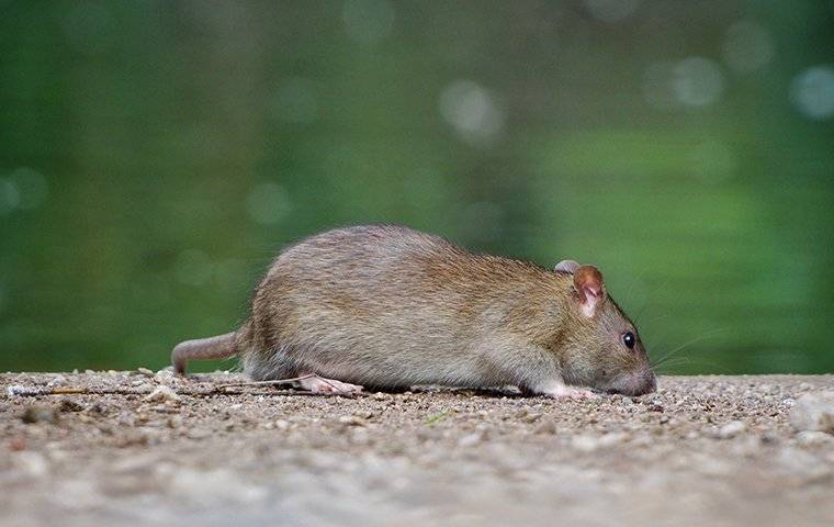 rat on a gravel path