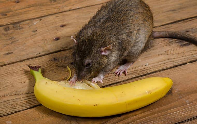 a rat eating a banana
