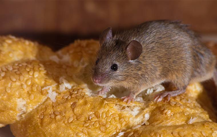 a rodent eating bread
