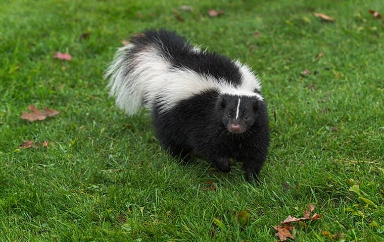 a skunk walking on a lawn near a home