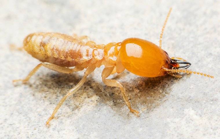 close up of a termite on a counter