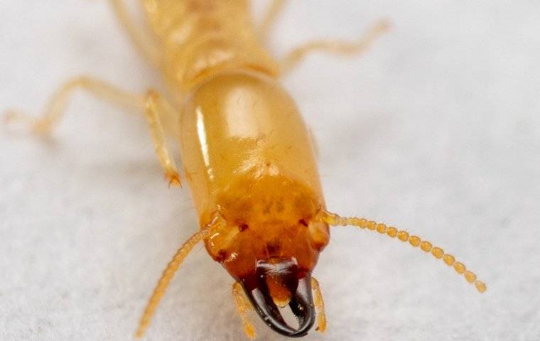 close up of termite faec