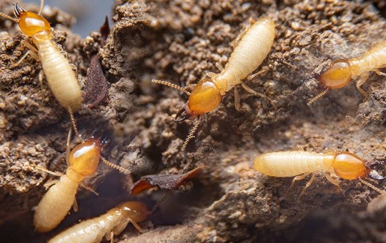 termites crawling in their wood nest