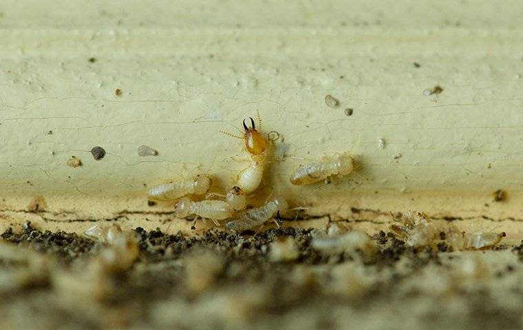 termites crawling on damaged wood