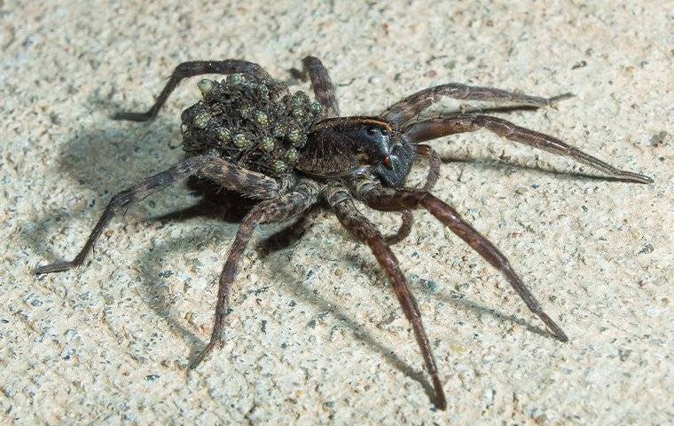 a wolf spider on a basement floor