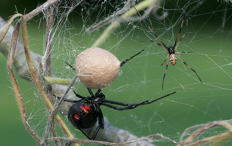 black widow with egg sack