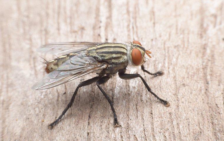 house fly standing on wood in home