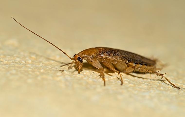 german cockroach crawling on the ground