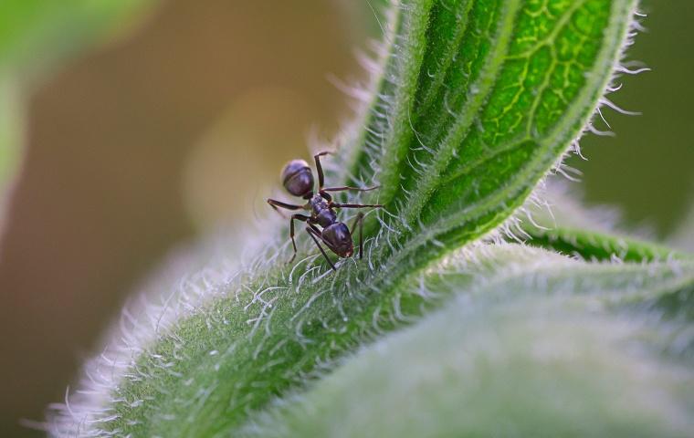 an odorous house ant on a leaf