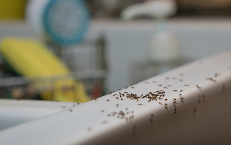 ants on the sink in a kitchen