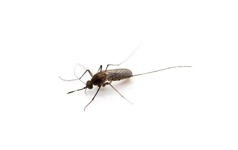 southern house mosquito on white background