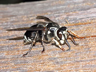 Bald-faced - Dolichovespula maculata scraping unfinished wood for nest