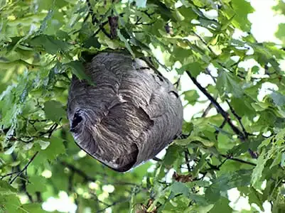 Bald-Faced Hornet Nest in tree