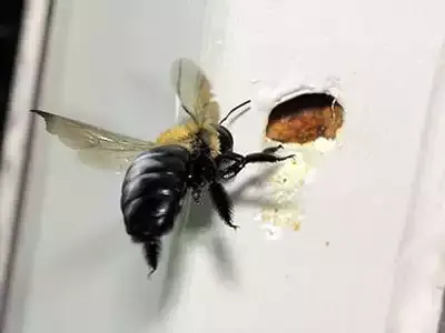 Carpenter Bee-Xylocopa virginica hole in shed
