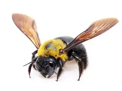 Carpenter Bee - Xylocopa virginica on white