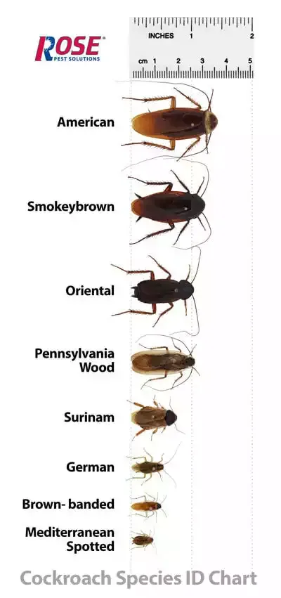 cockroach identification chart