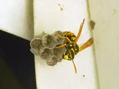 European Paper Wasp - Polistes dominula nest under overhang