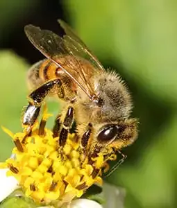 Honey Bee - Apis mellifera on yellow flower