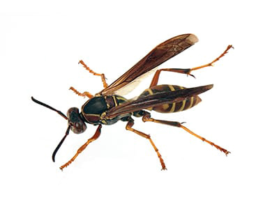 Northern Paper Wasp - Polistes fuscatus on white background
