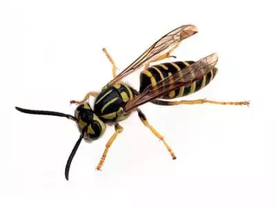 Southern Yellowjacket - Vespula squamosa on white background