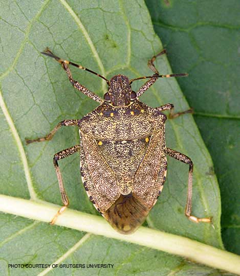 Stink Bug Identification | Learn About Stink Bugs In OH And MI