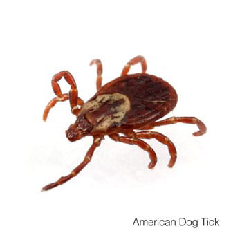 photo of american dog tick