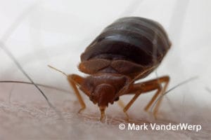 Bed Bugs & Dirty Clothes - Pest Control Technology