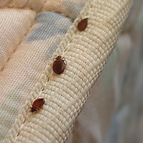 mild bed bug infestation