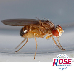 Blog - Fruit Flies? How To Get Rid Of These Tiny Pests