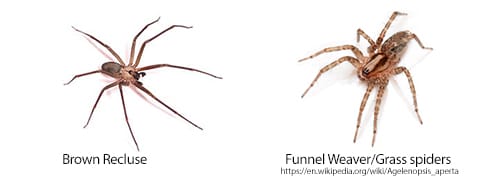 Wolf Spider Vs Grass Spider ~ Wolf Spider