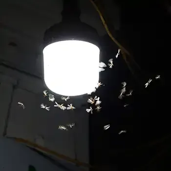 insects swarming around porch light at night
