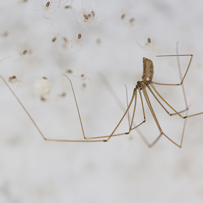 cellar spider stock photo with eggs