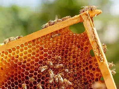 honey bee hive