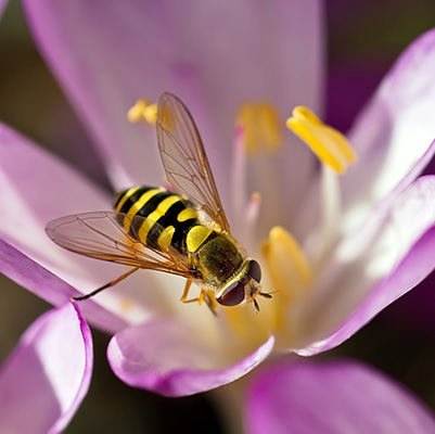 hover fly on flower